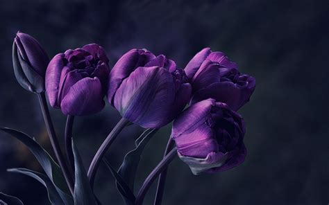 Dark Purple Colored Flowers