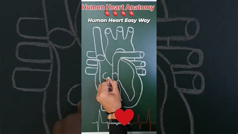 Humne Heart Anatomy For Nursing Students Viral Shorts Youtube