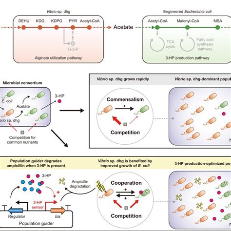 Overall Strategy Of Genetic Circuit Guided Acclimation Of The Microbial