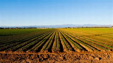 Proiectul Care Reglementează Vânzarea Terenurilor Agricole Către