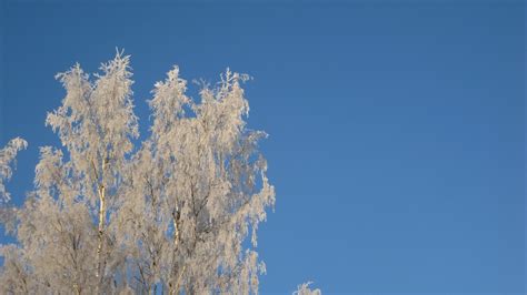 Free Images Tree Branch Cold Winter Cloud Plant Sky Sunlight