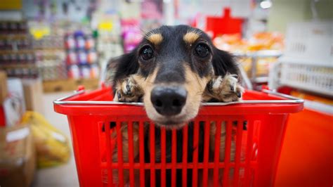 Need help deciding where to eat? Dog owners, there are rules for shopping with Fido — even ...