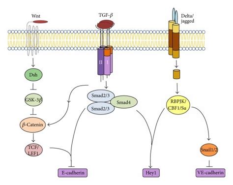 Signaling crosstalk between the TGF β activated pathway and other