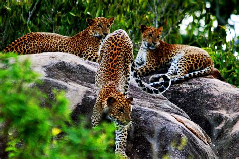 Wilpatthu National Park Wildlife Sri Lanka Travel Destinations