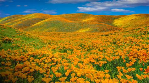 wallpaper nature landscape sky clouds hills plants yellow flowers spring antelope