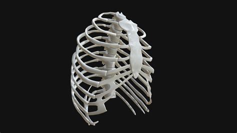 Anatomy Human Rib Cage Buy Royalty Free 3d Model By Francescomilanese [0f1aa77] Sketchfab Store