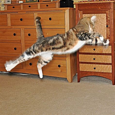 An Awesome Gallery Of Jumping Cats