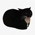 ‎Maxwell the Cat Theme - Single - Album by Catbycat - Apple Music