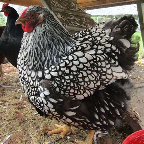 Check spelling or type a new query. Silver Laced Wyandotte Chicks