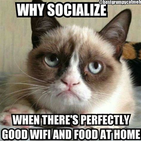 Best Funny Quotes Lol My Feelings Exactly Grumpy Cat