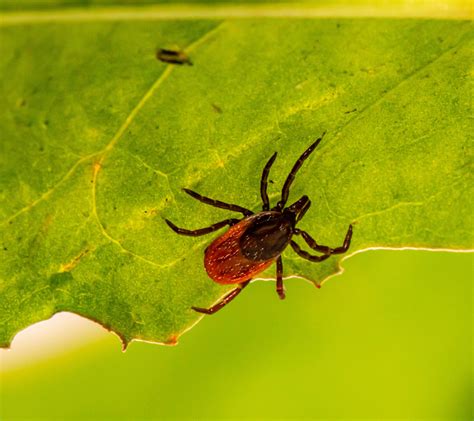 Tick Bite Prevention Tips Bug Off Pest Control Rio Grande Valley Tx