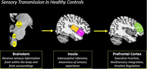 Frontiers How Processing Of Sensory Information From The Internal And