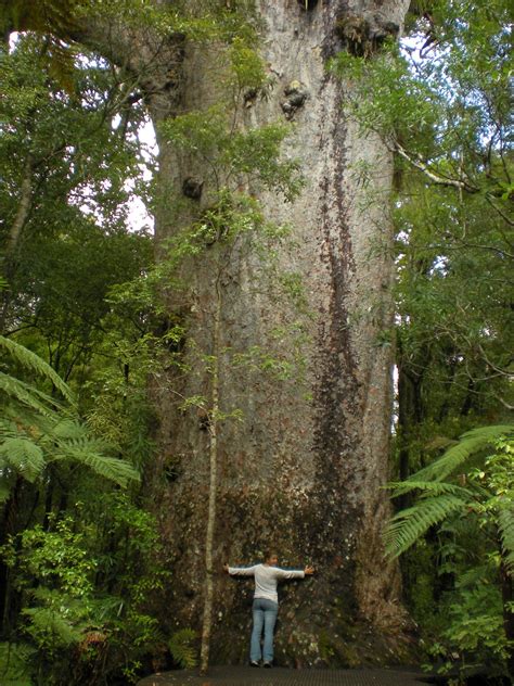 New Zealand Kauri Tree A Majestic Relic Of Northland