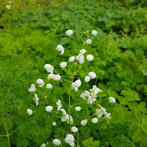 Gefüllte Wiesenraute Thalictrum Delavayi Splendide White