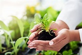 The 9 Best Organic Fertilizers of 2022