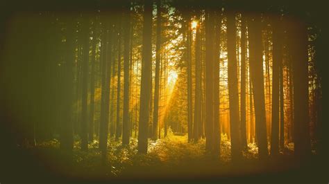 Wallpaper Sunlight Trees Forest Night Reflection Branch Yellow