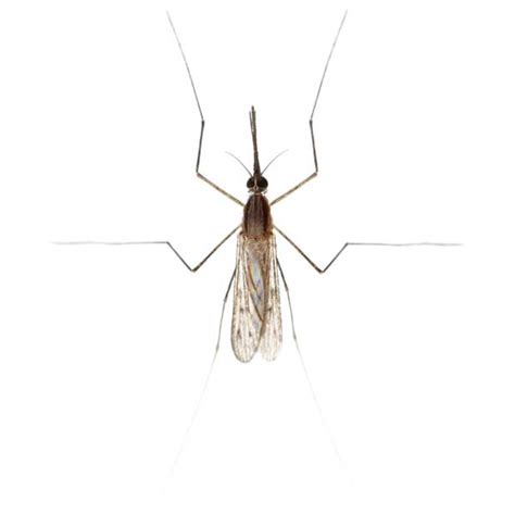 Gnat Midge Non Biting Identification And Info