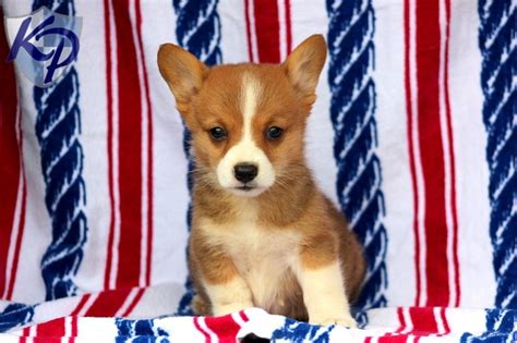 Find corgi in dogs & puppies for rehoming | 🐶 find dogs and puppies locally for sale or adoption in canada : Puppy Finder: Find & Buy a Dog today by using our ...