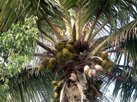 Coconut Tree Photo Coconut Tree · Free Stock Photo Juno Beach Park