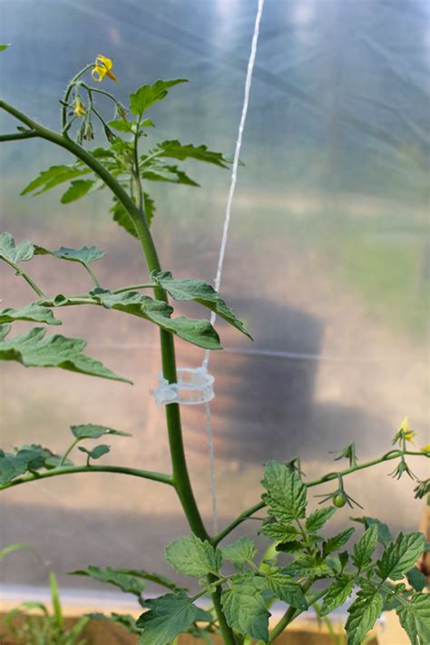 Greenhouse Tomatoes And Cukes Downeast Thunder Farm