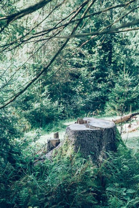 Tree Stump In The Forest Stock Photo Image Of Field 129049364