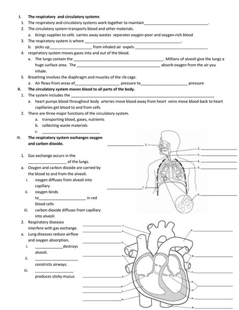 Circulatory And Respiratory System Worksheet