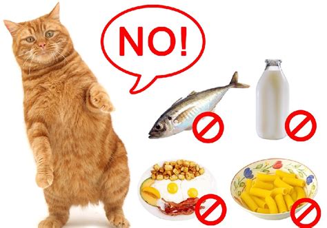 Cat food allergies best food. Best Hypoallergenic Cat Food for Cats with Allergies