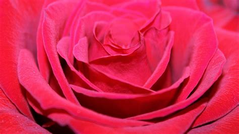 Download Wallpaper 1366x768 Red Rose Bud Petals Close Up Tablet
