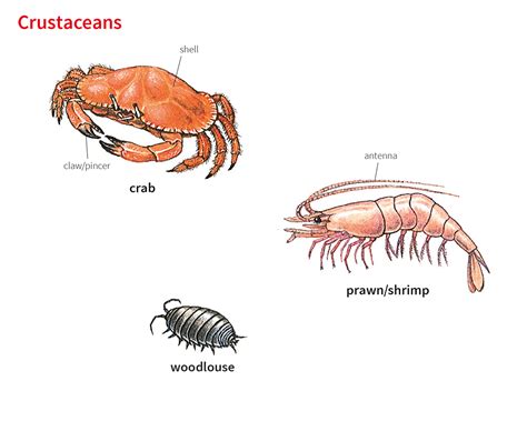 Crustacean Noun Definition Pictures Pronunciation And Usage Notes