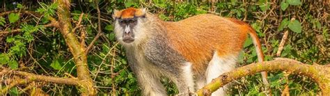 Patas Monkeys New England Primate Conservancy