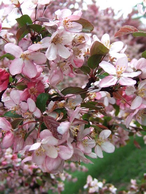 13 Of The Most Colorful Crabapple Trees For Your Yard Crabapple Tree