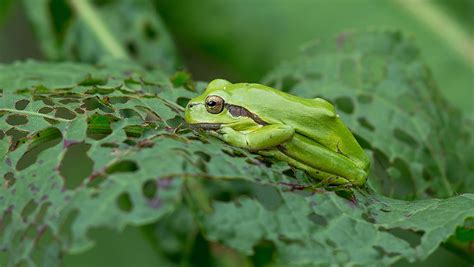 European Tree Frog Hyla Arborea Nature Enthusiastic