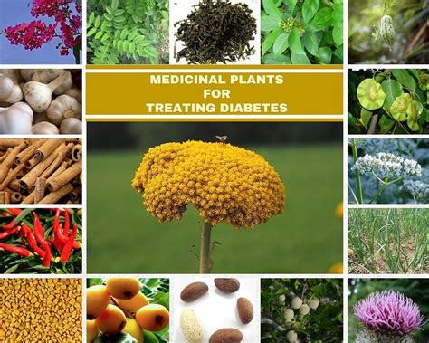 medicinal plants used for treatment of diabetes diabetestalk