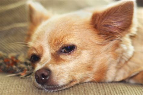 Submandibular Gland Swelling In Dogs