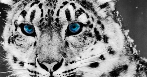 Animal Pedia Snow Leopard A Beautiful Leopard