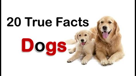 Dogs Facts 20 True Dog Facts For Kids With Audio Youtube