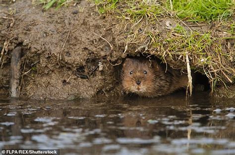 Endangered Water Voles To Be Released In Yorkshire Nature Scheme