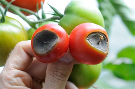 Zo Voorkom En Behandel Je Neusrot Bij Tomaten Gardeners World