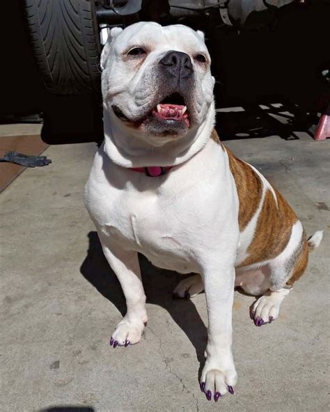 English Bulldog Mixes 36 Adorable Crossbreeds With Pictures