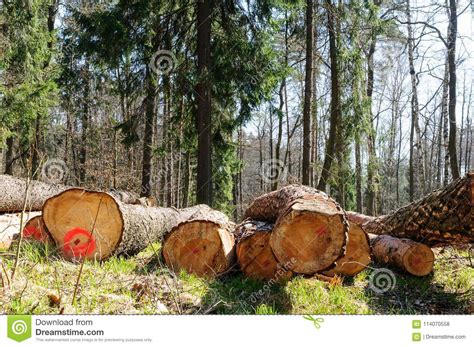 Pile Of Cut Down Trees Nearby The Forest Stock Photo Image Of Laying