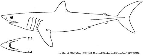 Mako sharks are arguably some of the most powerful and fast sharks that inhabit our oceans. Mako Shark coloring, Download Mako Shark coloring for free ...