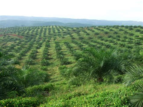 The oil palm plantations in malaysia are largely based on the estate management system and smallholder scheme. Reduced ecosystem functions in oil palm plantations