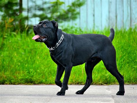 Cane Corso | Information & Dog Breed Facts | Pets Feed