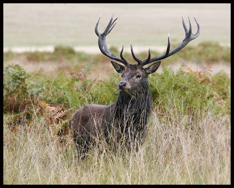 Red Deer Stag Antlers Photodropper Keep The Tail Wagging