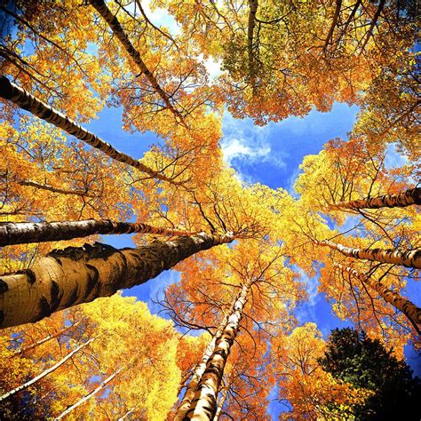 Colorado Autumn Sky By Olena Art Lena Owens Colorado Fall Autumn