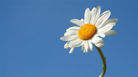 Nature Daisy Hd Wallpaper