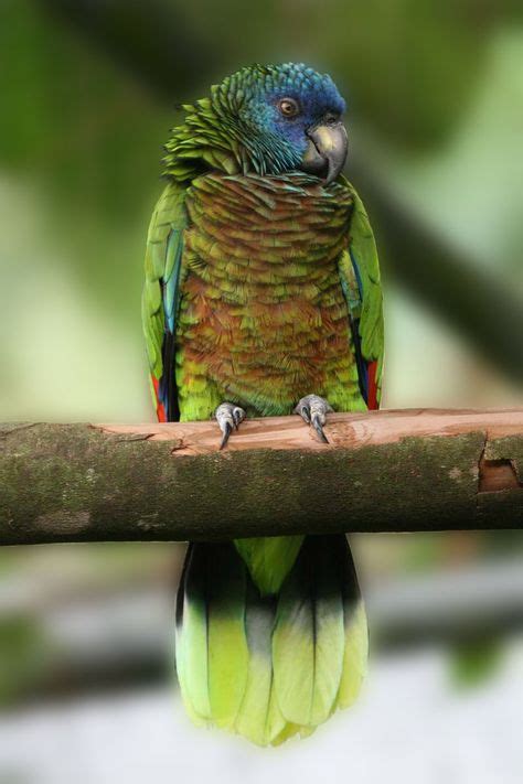 ~ Saint Lucia Amazon Amazona Versicolor With Images Birds Parrot