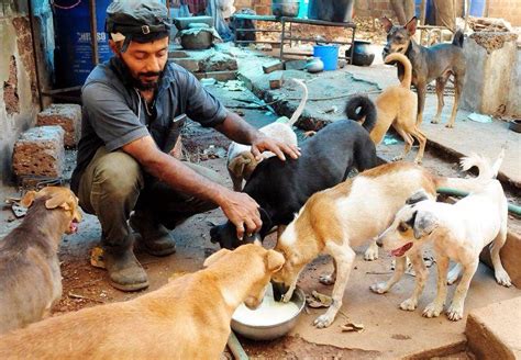 Taking Care Of Stray Animals Is Our Prime Responsibility Lovingparents