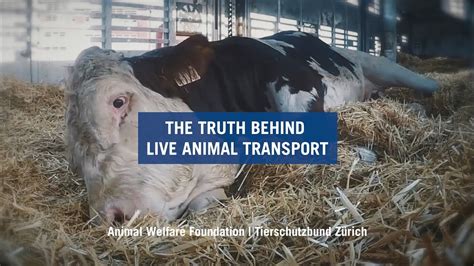 The Truth Behind Live Animal Transport Youtube