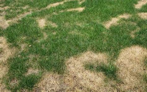 Grass Turning Yellow After Fertilizing How To Fix
